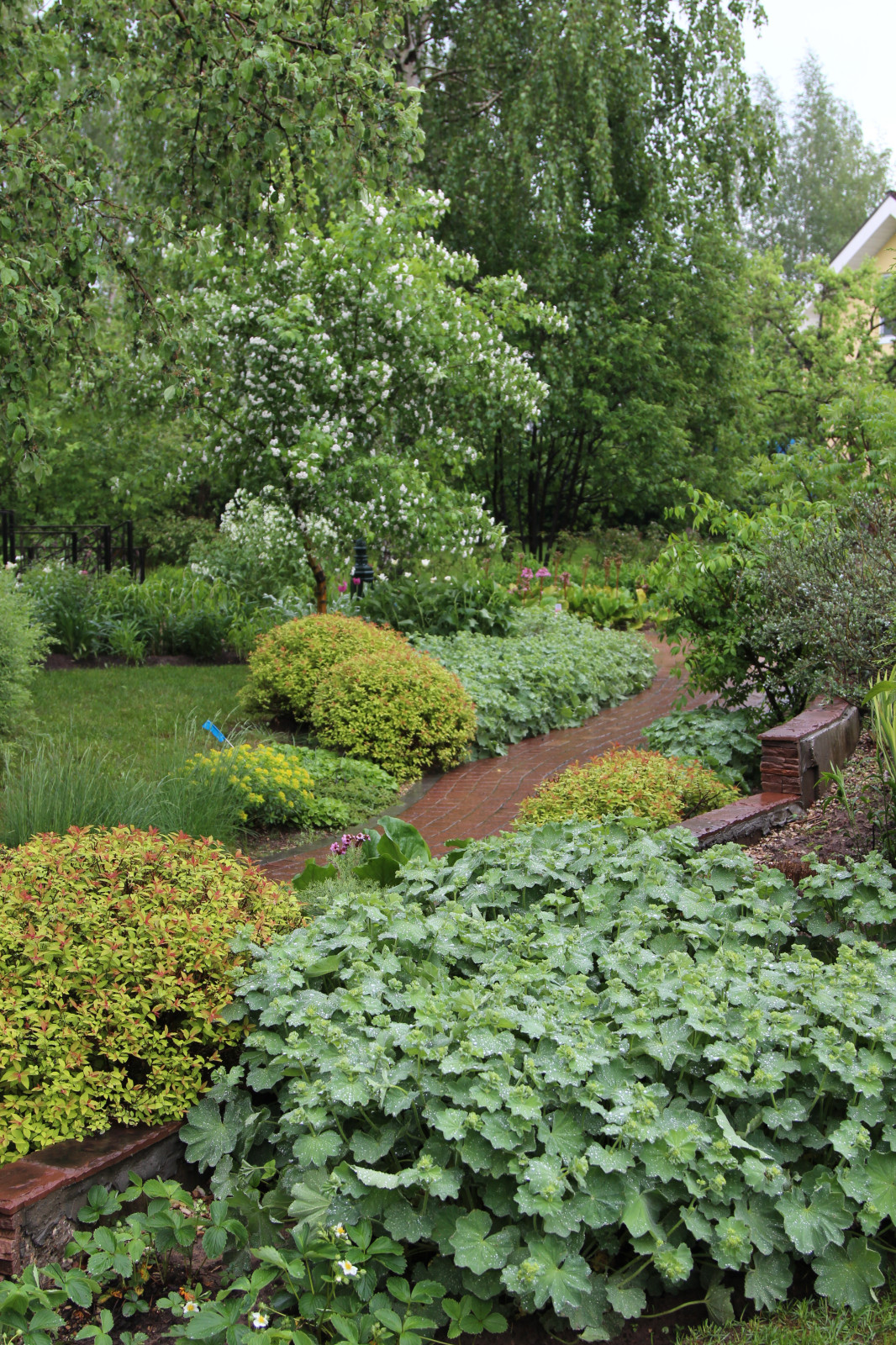 Ирина Сахарова