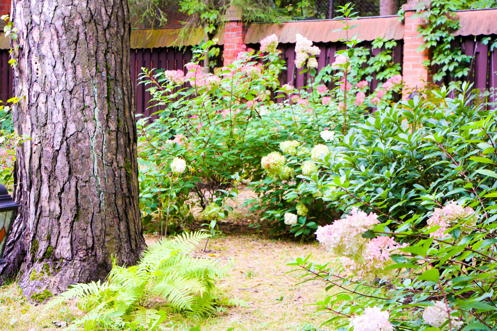 Баковка, 2018 г.