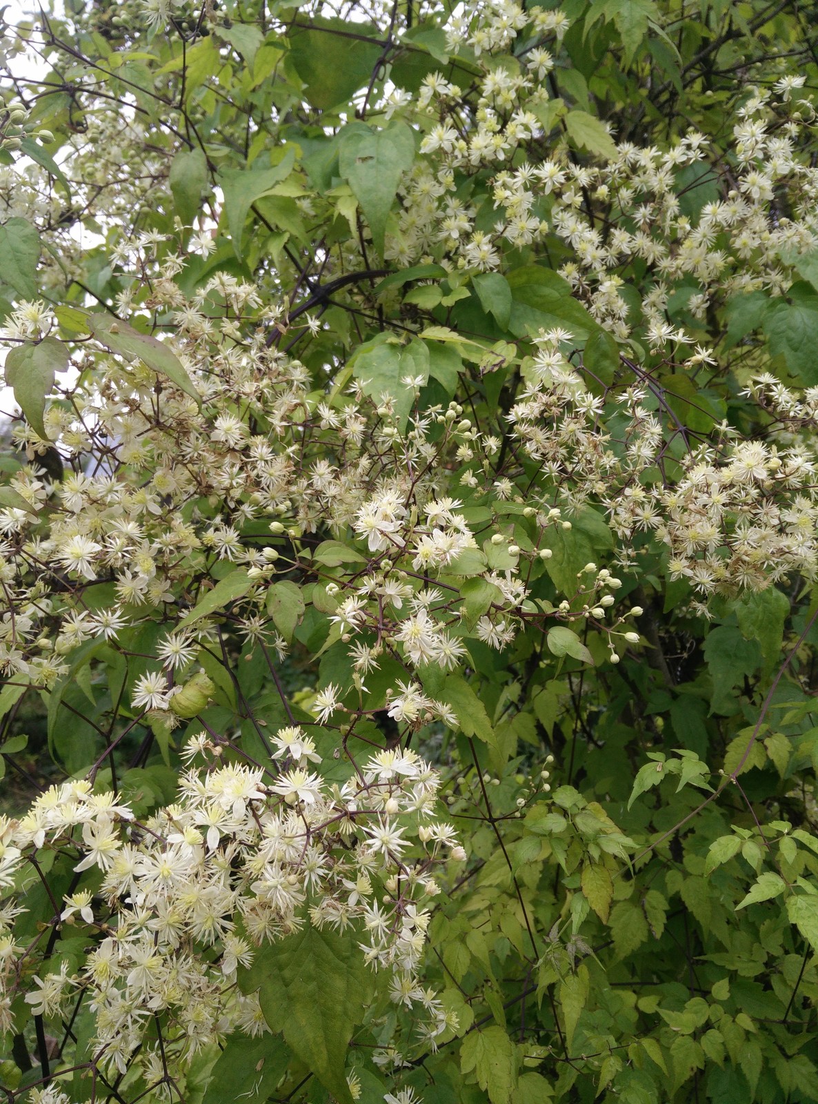 Обложка проекта: Красив в любое время года