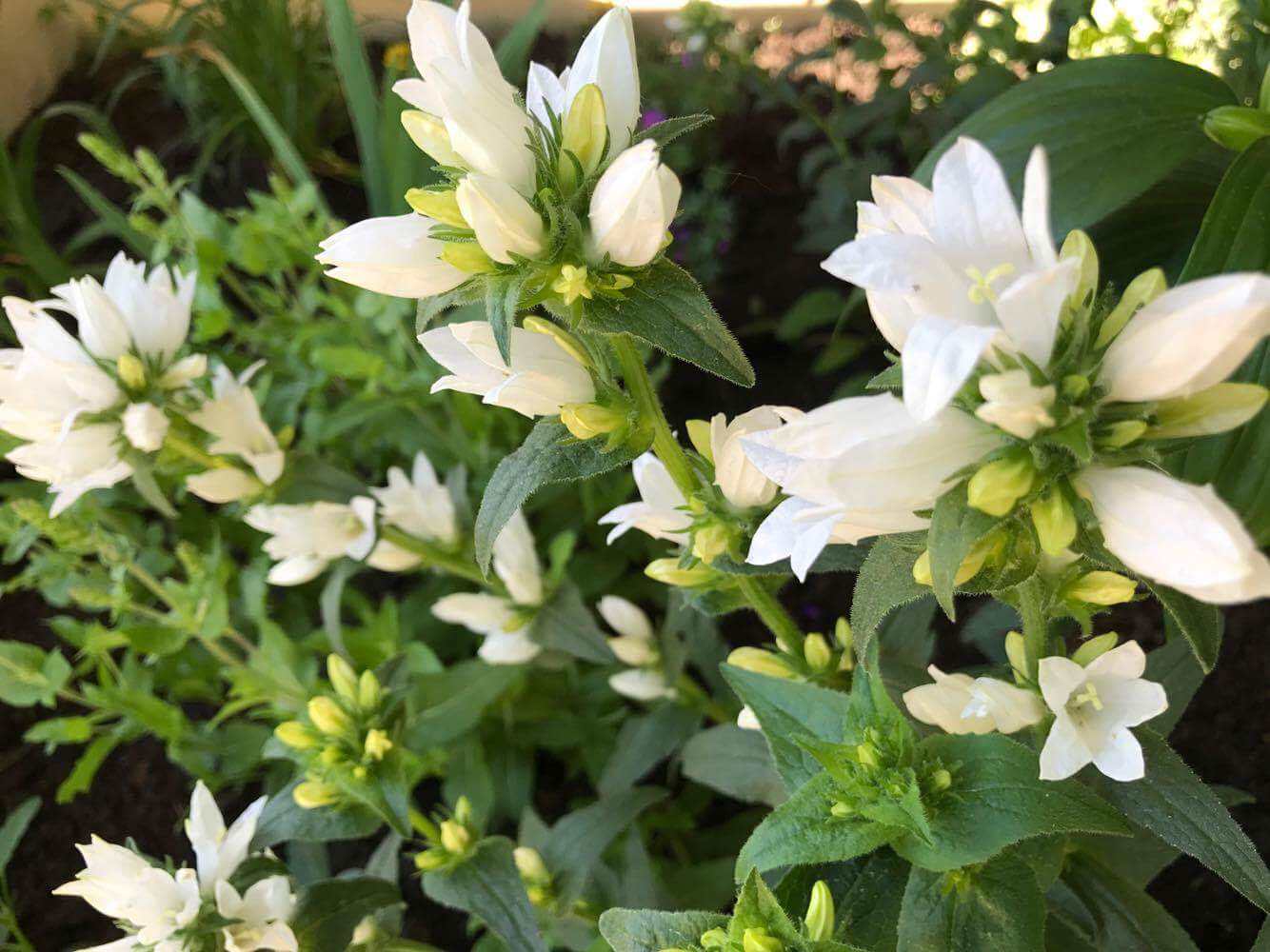 Частный парк Московская область