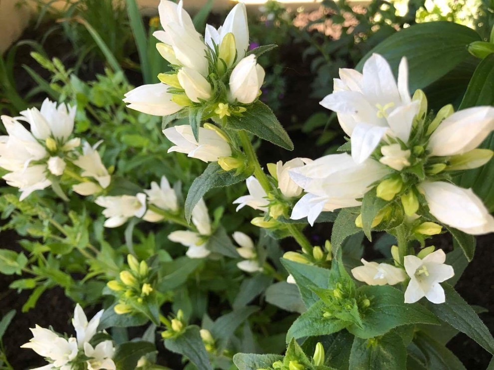 Частный парк Московская область