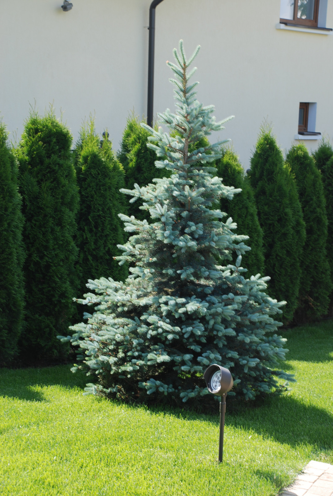 Сад в КП Миллениум Парк
