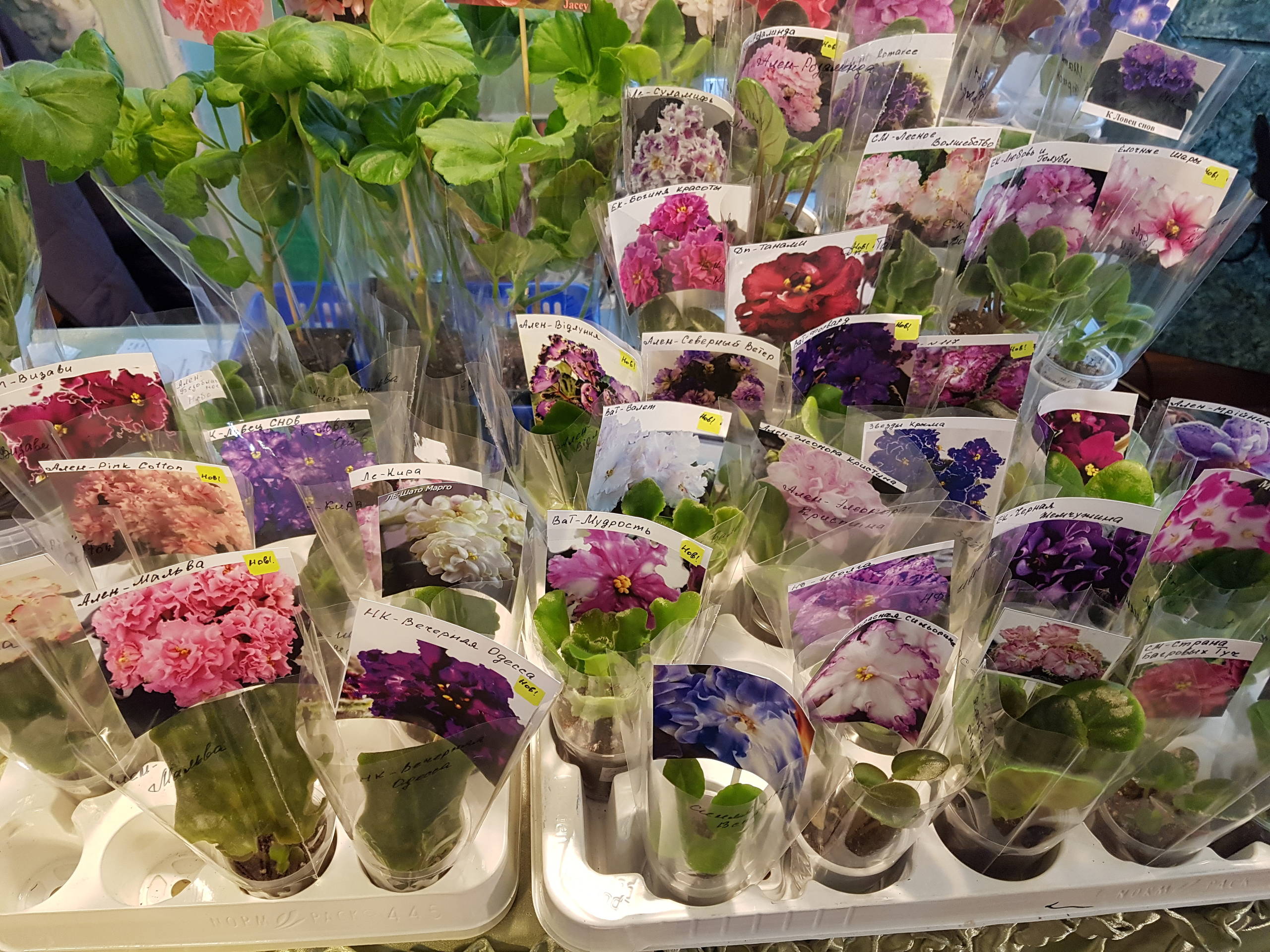 Растение месяца: Сенполия на подоконнике