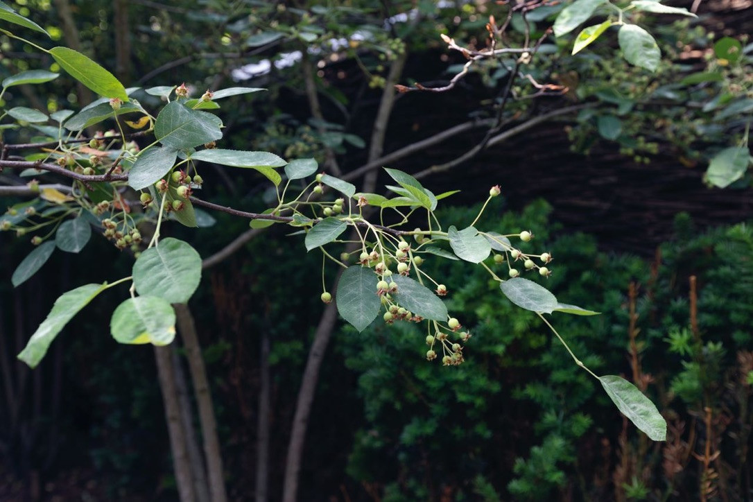 BackYard "Римский дворик"