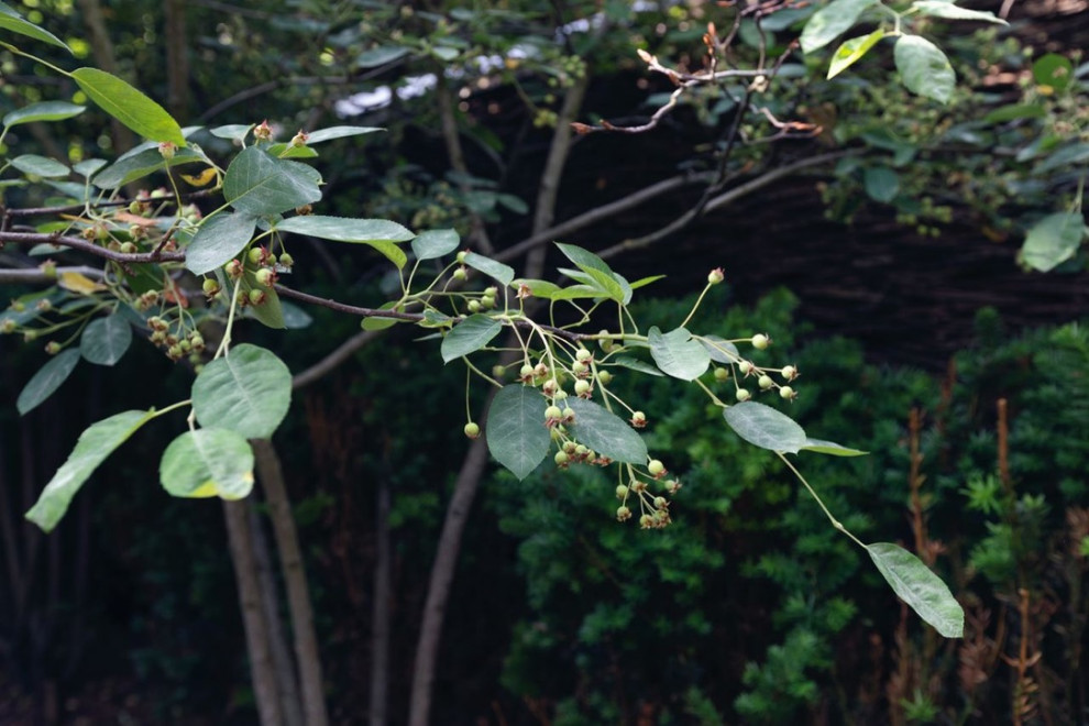 BackYard "Римский дворик"
