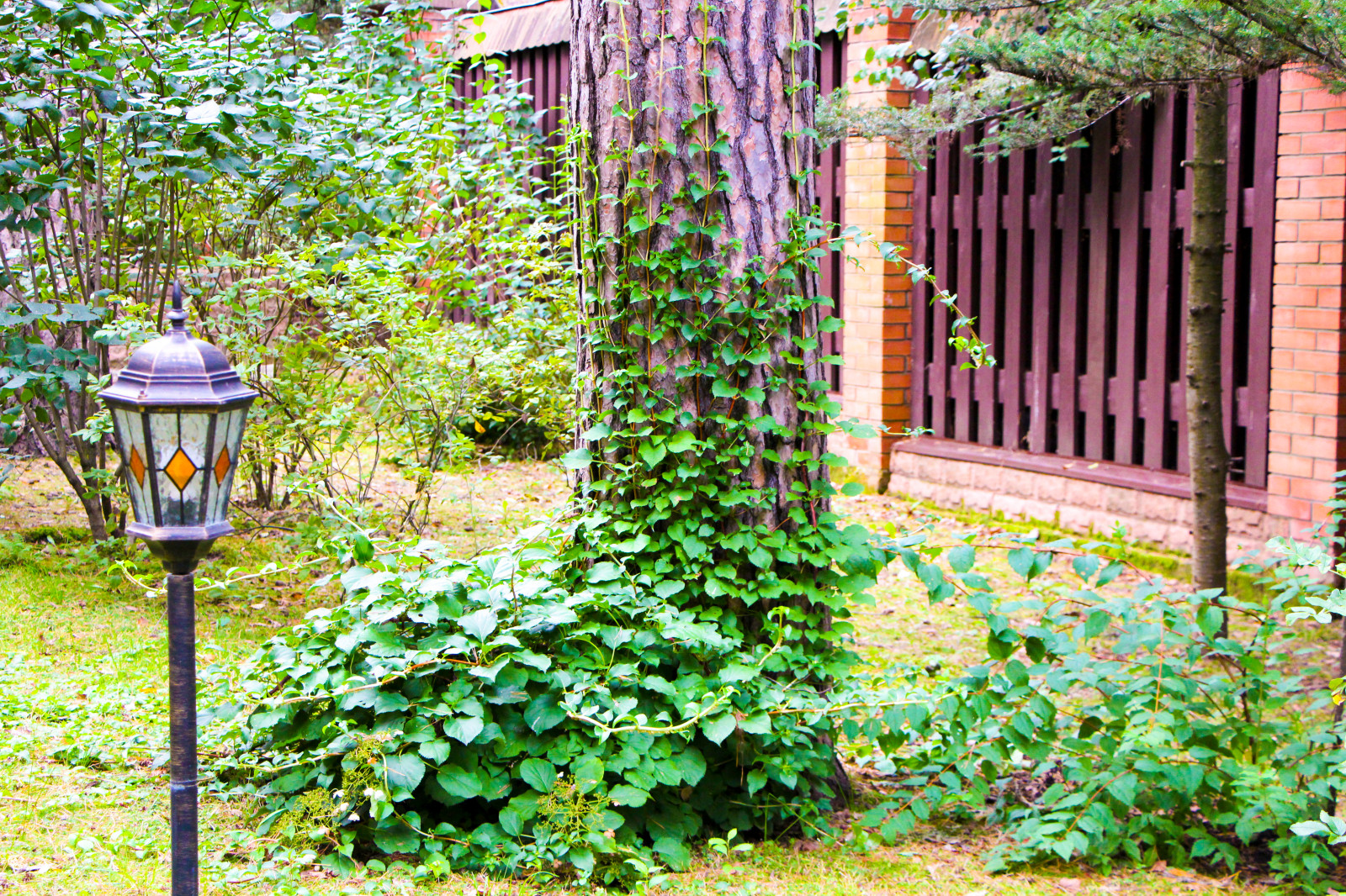 Баковка, 2018 г.