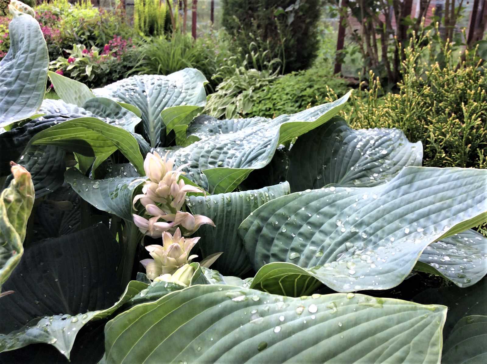 Сады выпускников. "Уголок моей радости", сад Екатерины БАРСОВОЙ.