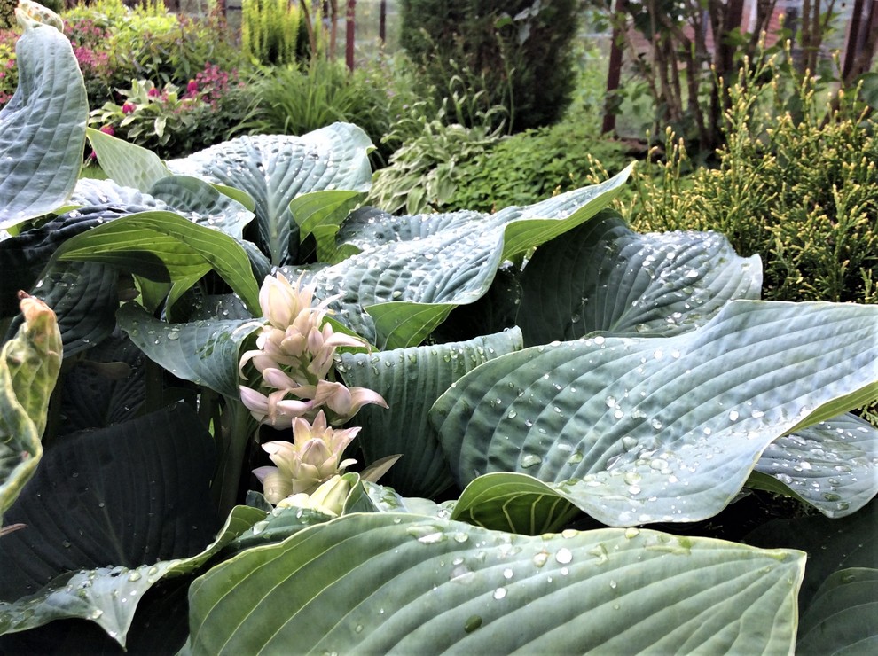 Сады выпускников. "Уголок моей радости", сад Екатерины БАРСОВОЙ.