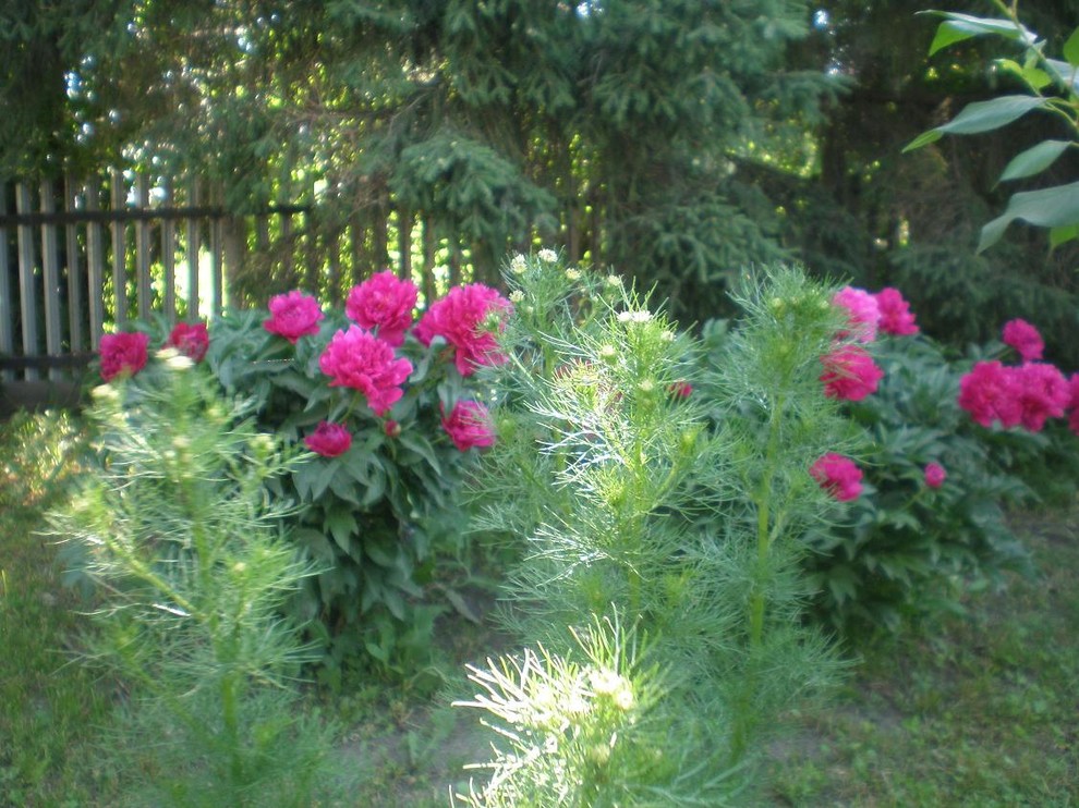 Сад для ленивых: Многолетники, легкие в уходе