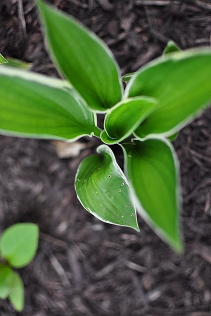 Кушать подано: Гид по питанию садовых и овощных культур