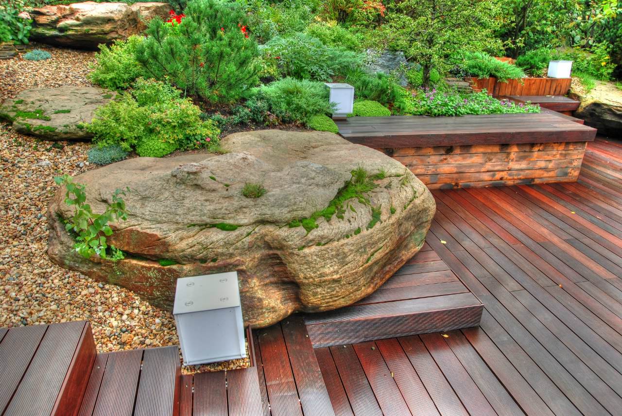 и на камнях растут деревья