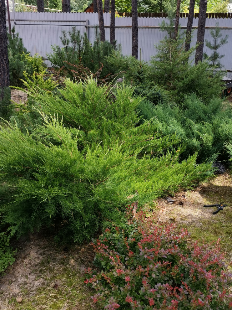 Лесная сказка Марий Эл. Сад в стиле Naturgarden