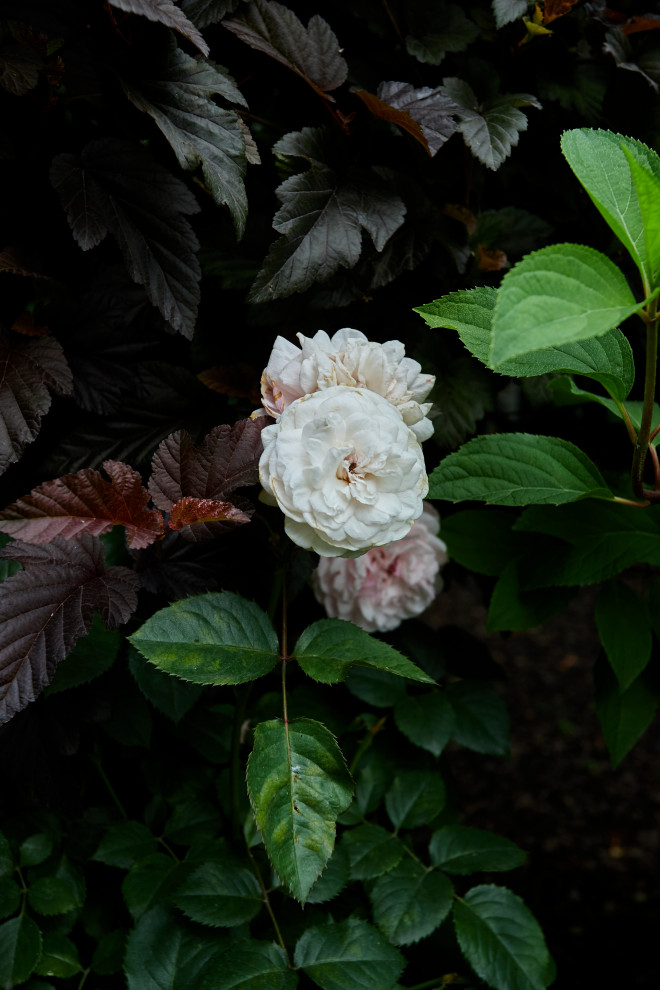 Сад свежести