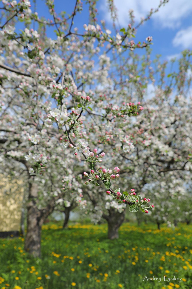 Плодовый сад МГУ