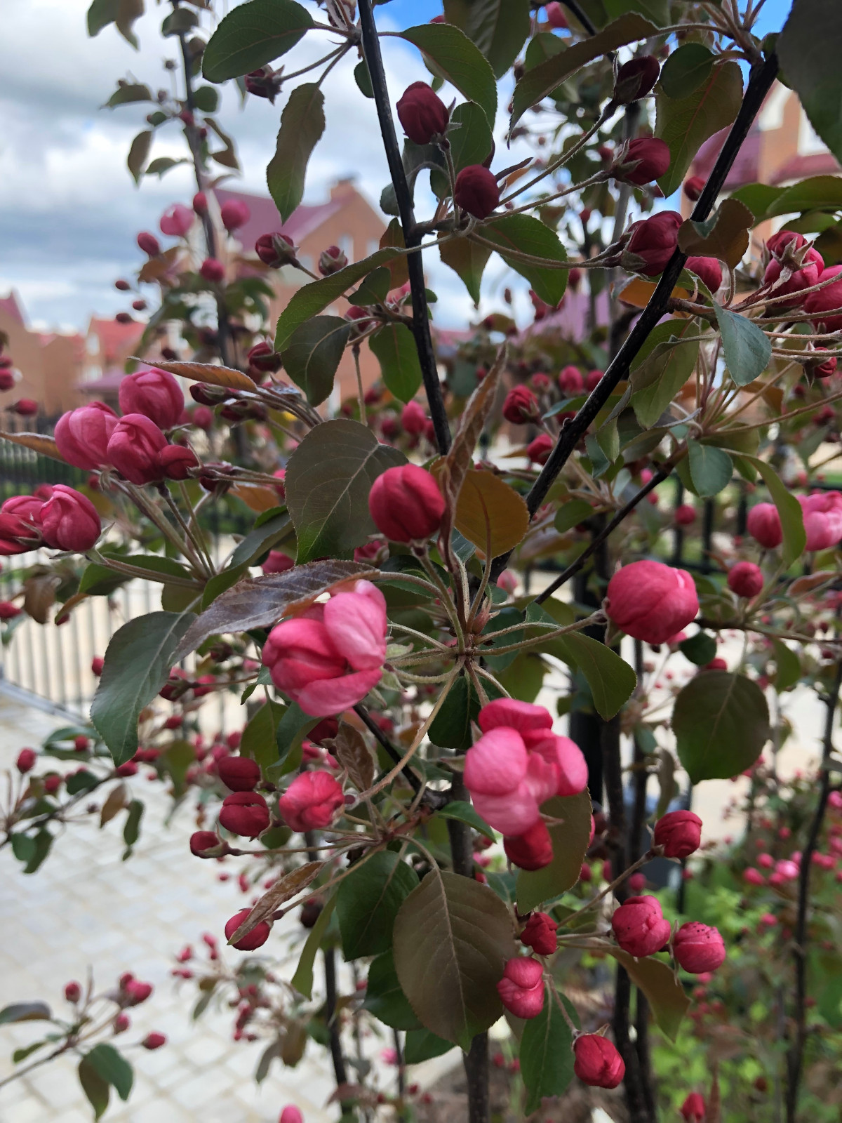 Обложка проекта: Сад при таунхаусе