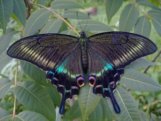Андрей Деговцов