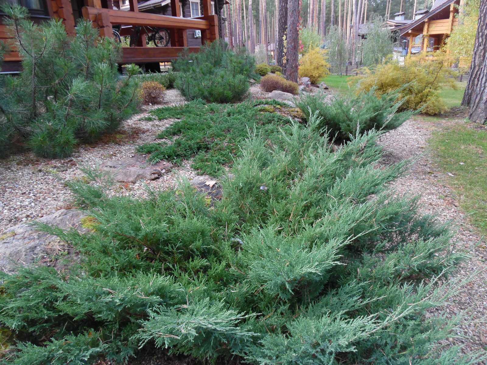 Лесной участок в сосновом бору.