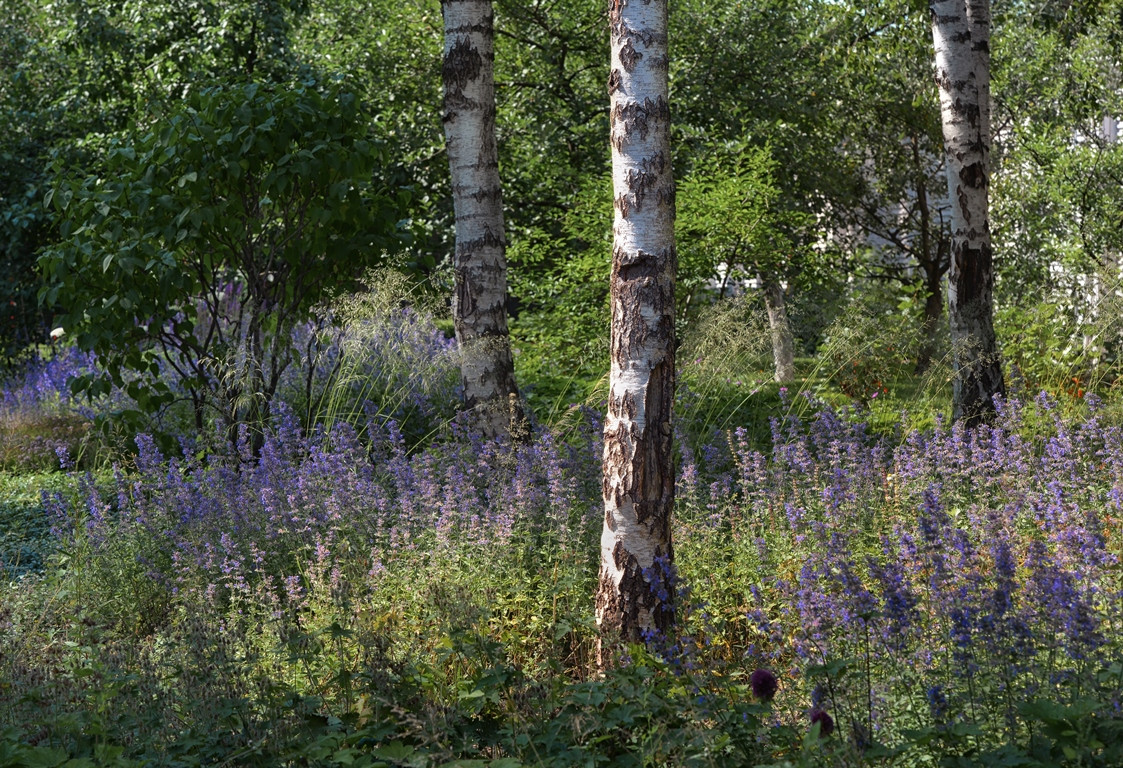 Лесная Рапсодия