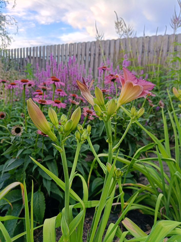 Обложка проекта: Современный цветник