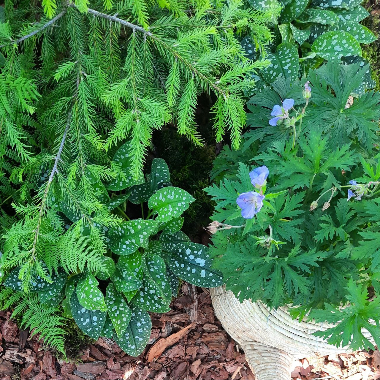 Выставочный сад Фестиваль Зелёная Комната в Калининграде "Другой сад"