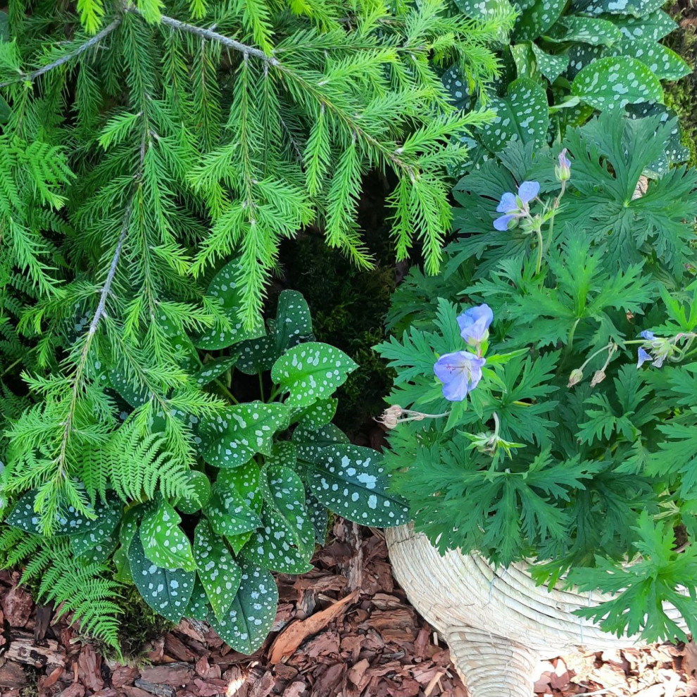 Выставочный сад Фестиваль Зелёная Комната в Калининграде "Другой сад"