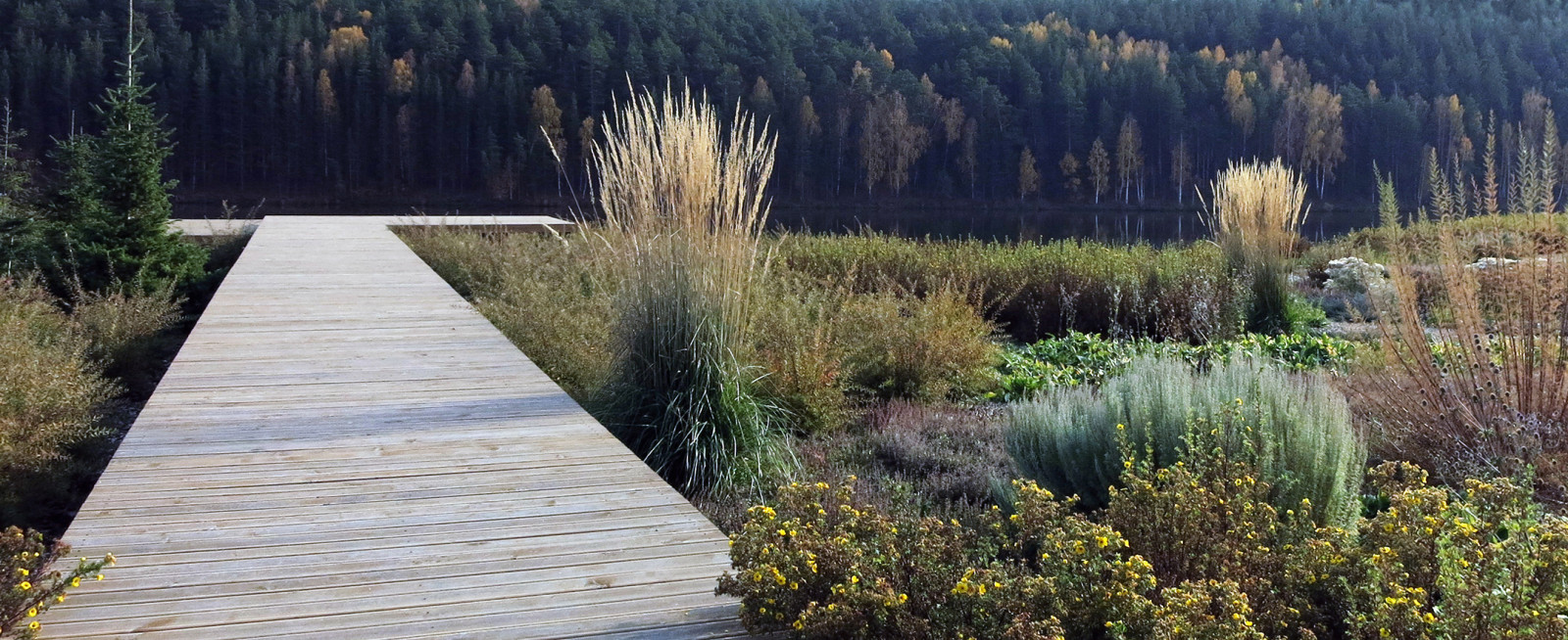 Полынный берег