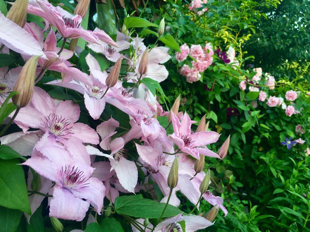 Романтический сад