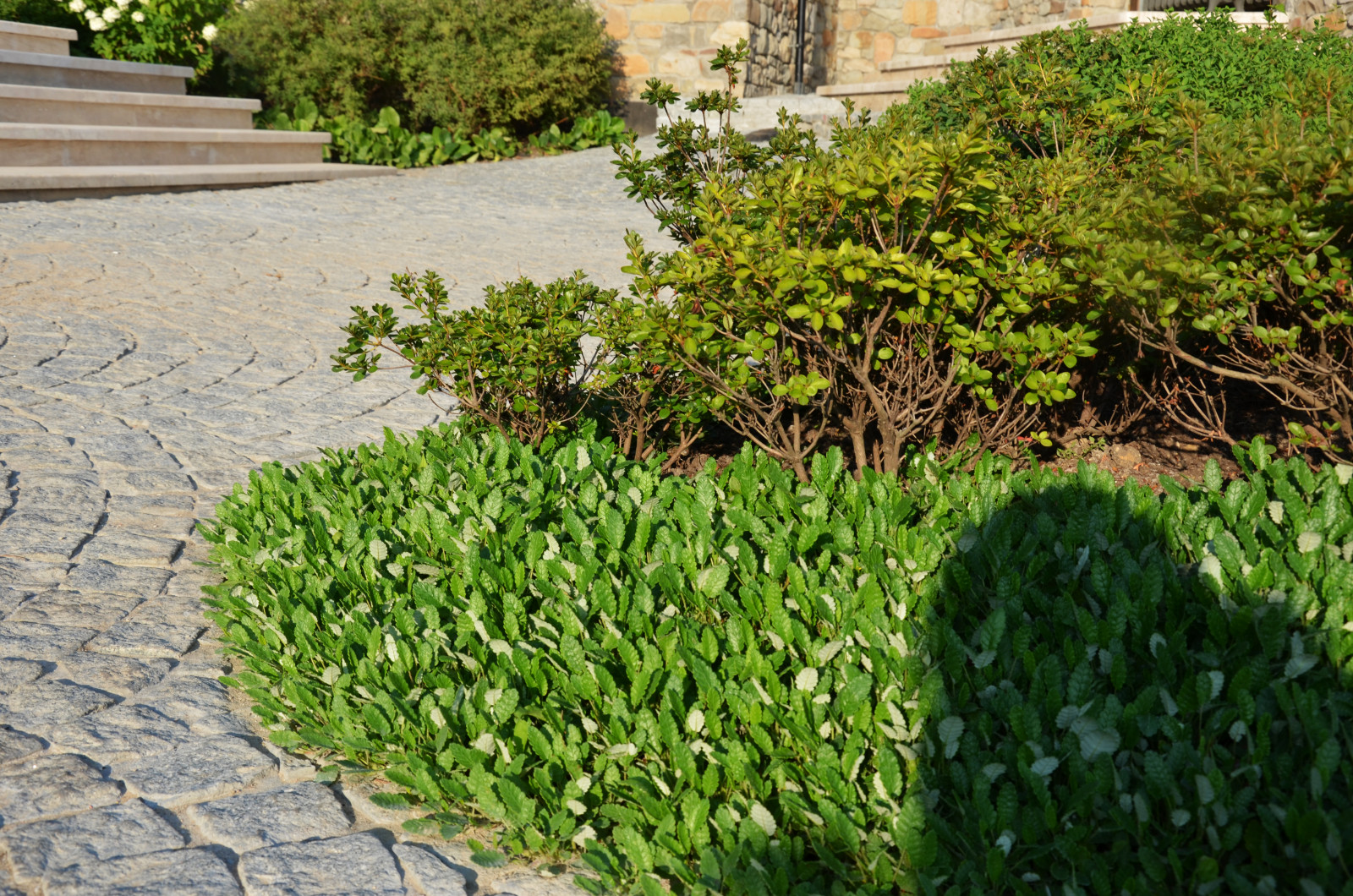 Итальянский сад в КП Европа 2013 г