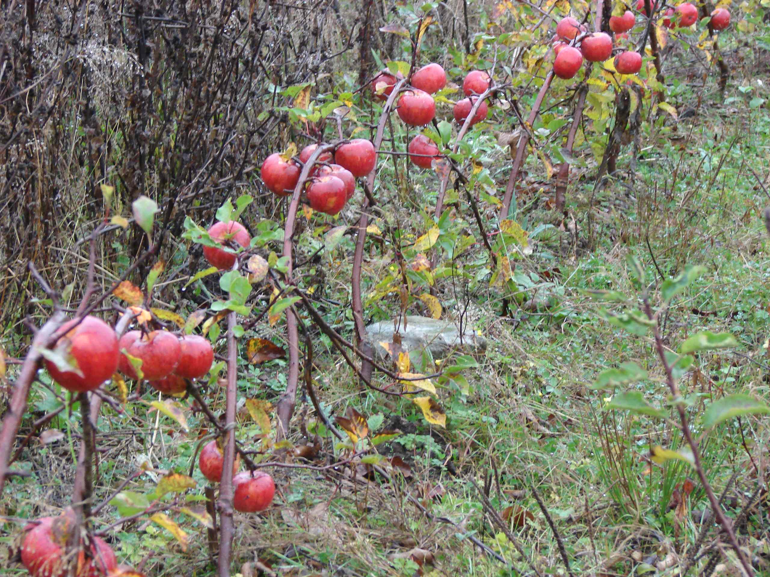 Работа над ошибками: Что пошло не так с плодовыми