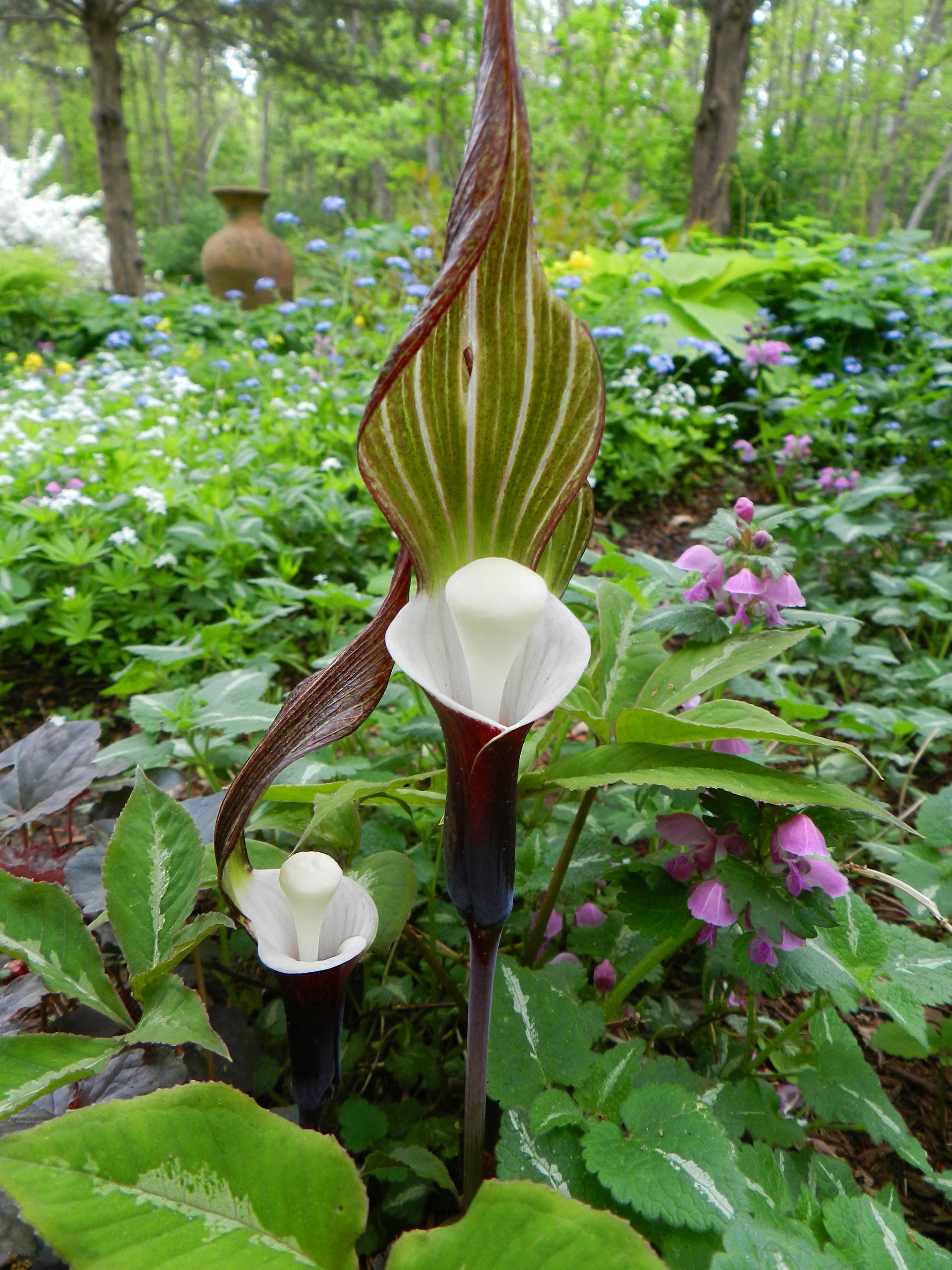 Houzz США: Сад, который который создавали 20 лет