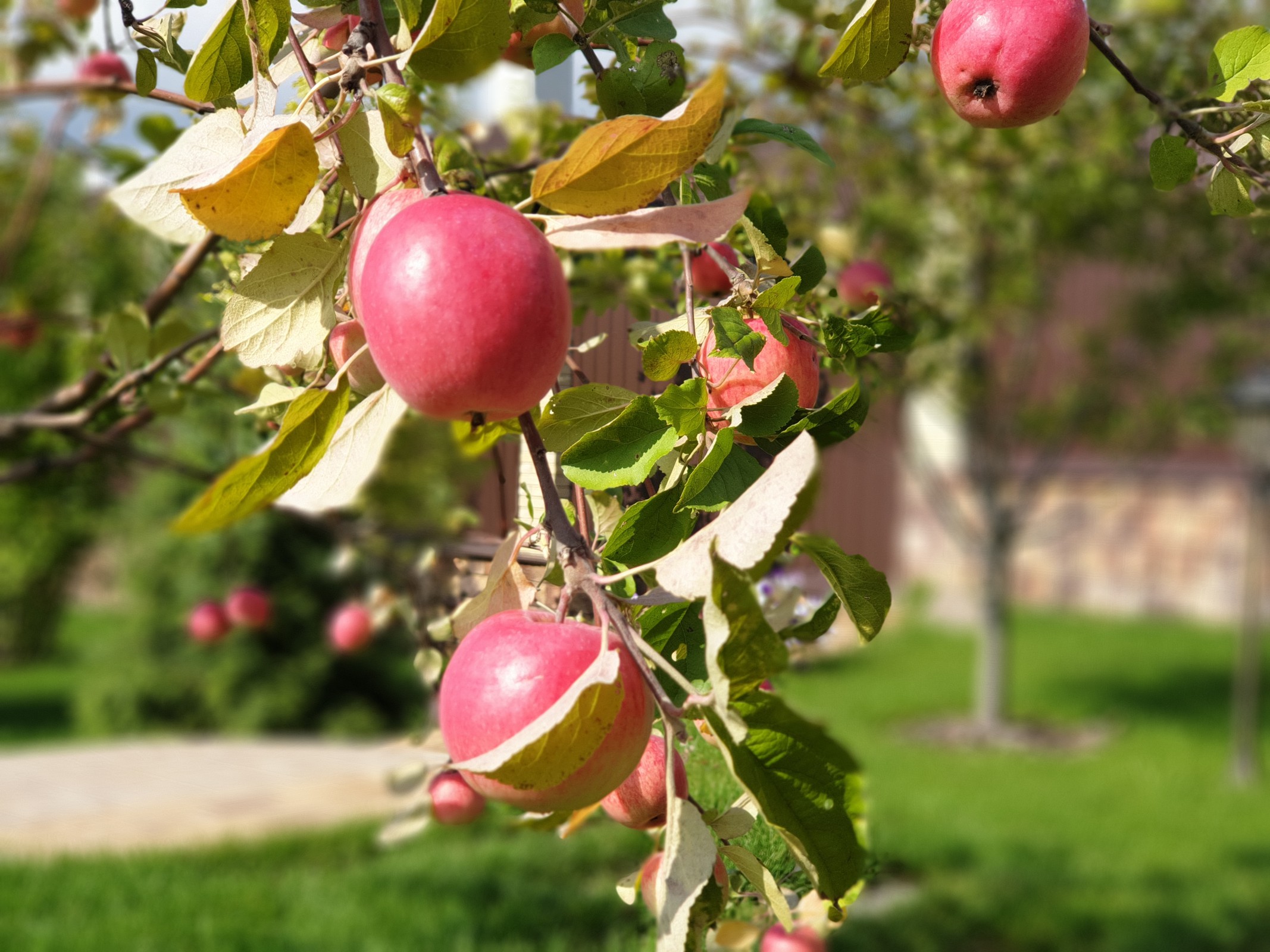 Проект участка с террасированием.