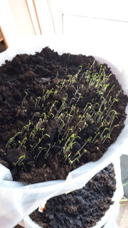 Таня Баркова