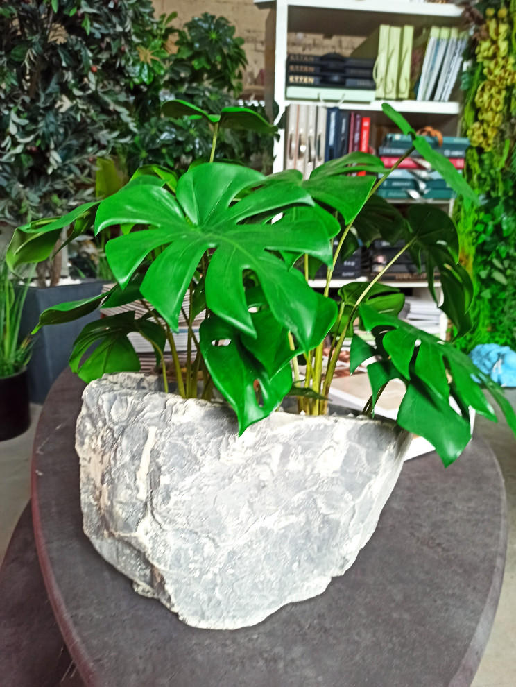 Монстера для частного интерьера