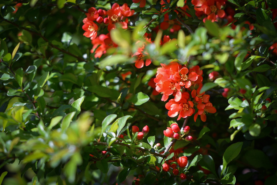 Летова роща