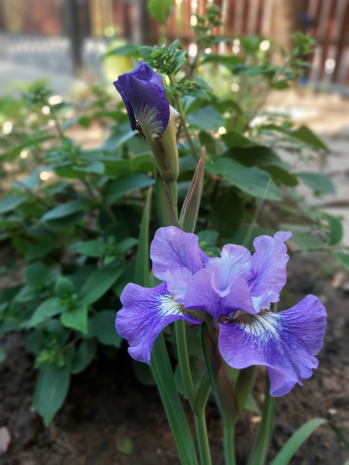 Ирис сибирский лилового цвета  в теневом цветнике