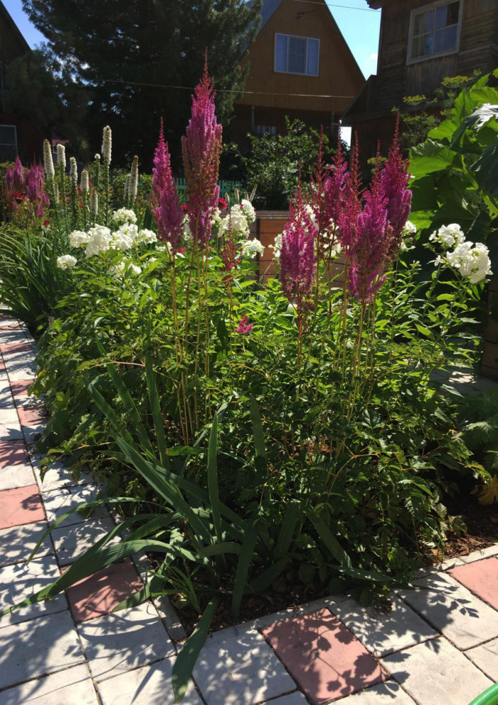 Цветник из многолетников