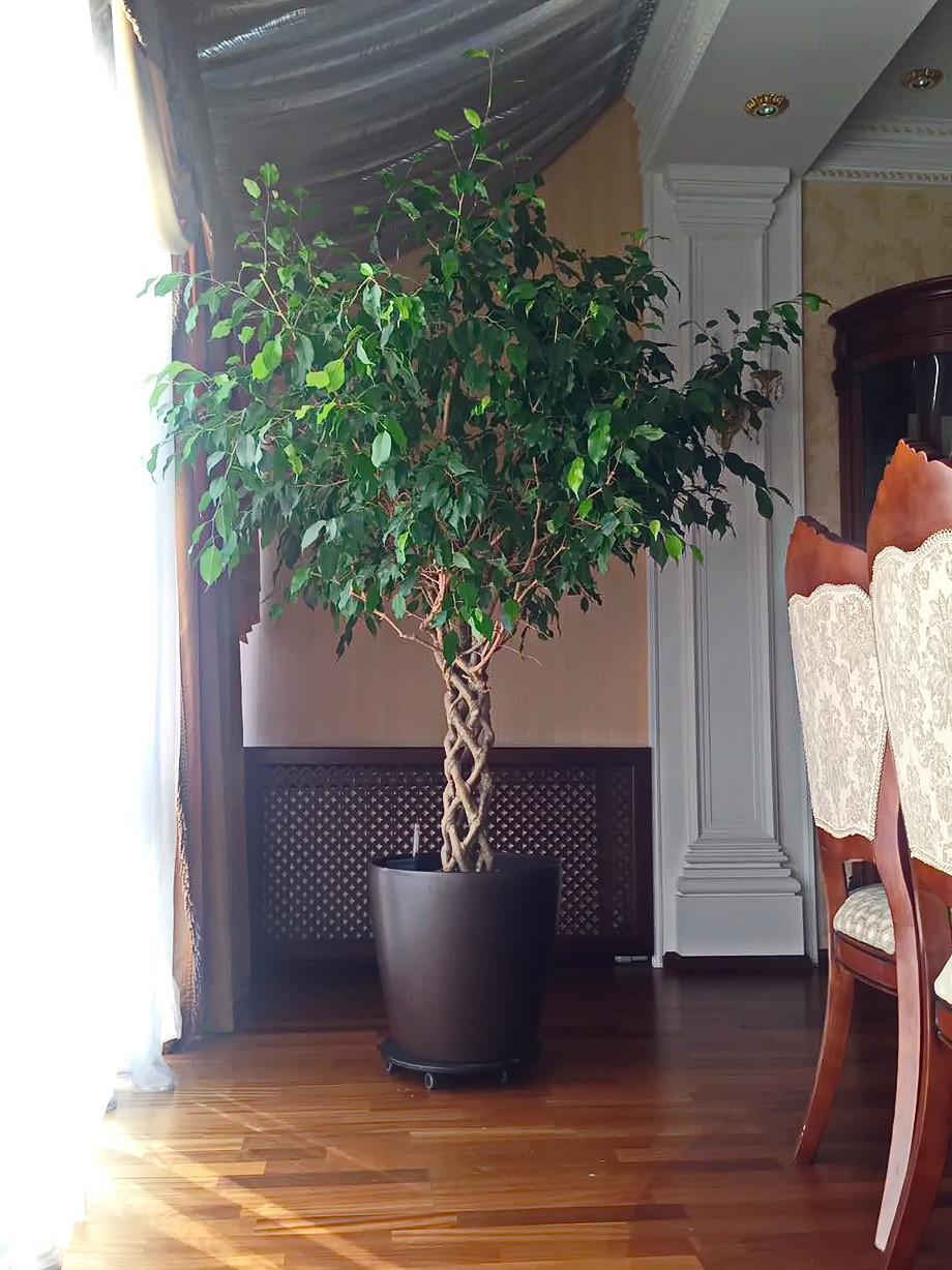 Озеленение частных квартир