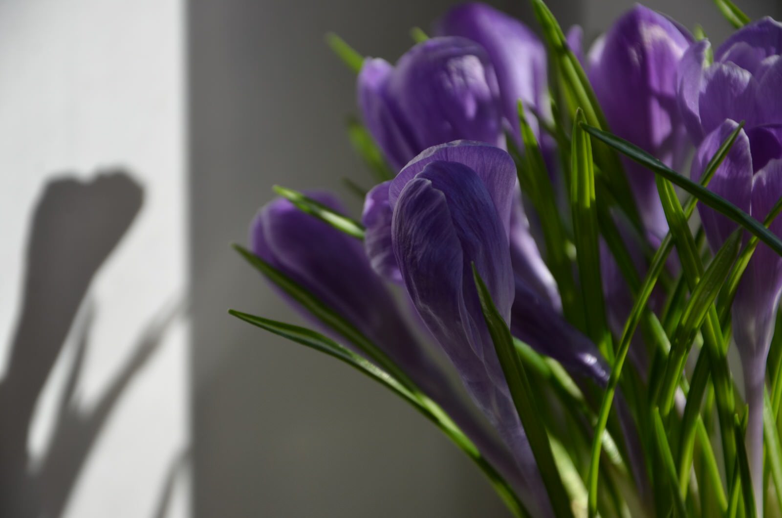 Обложка проекта: Цветы