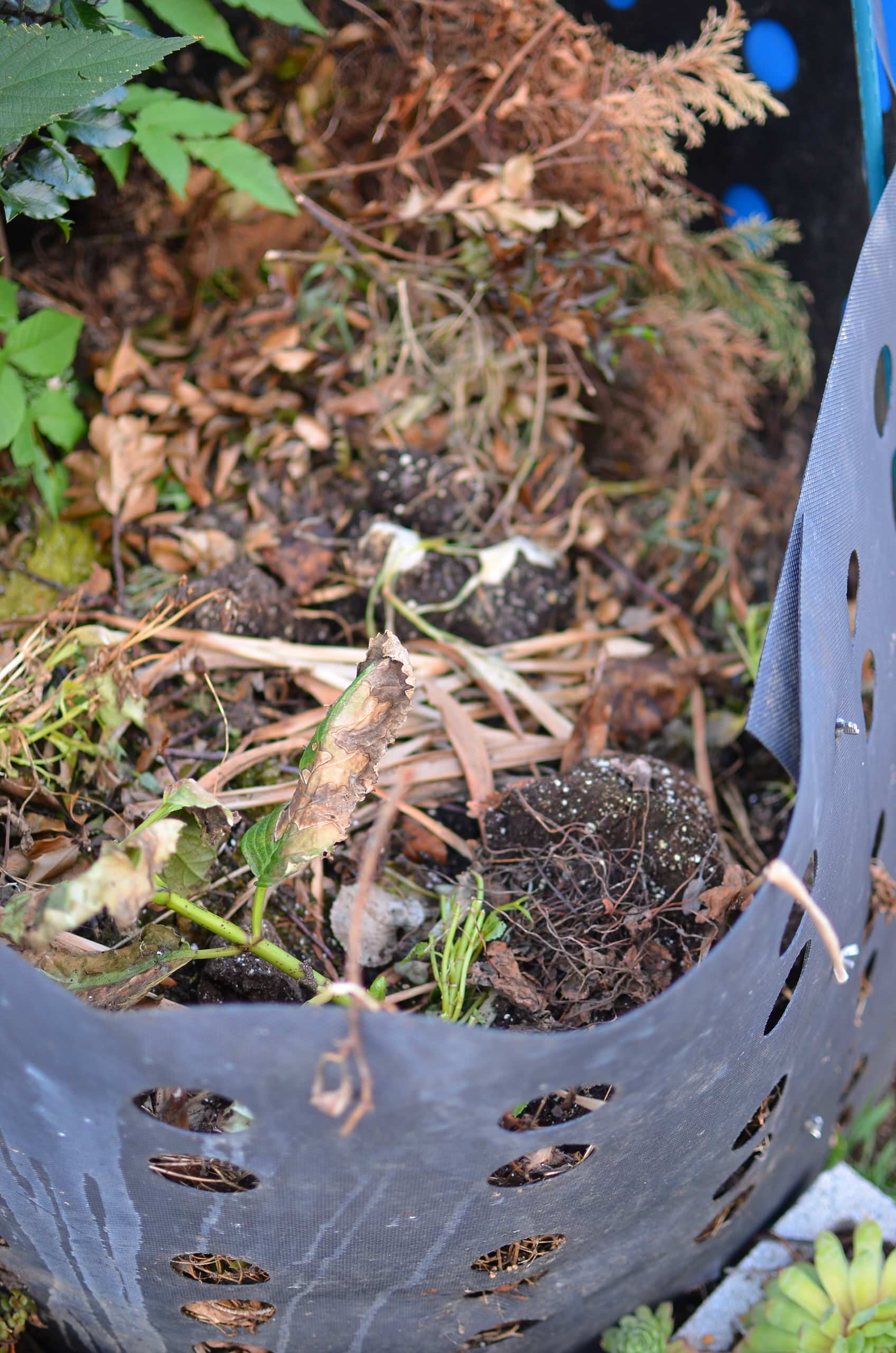 Хороший вопрос: Как создать жизнестойкий сад