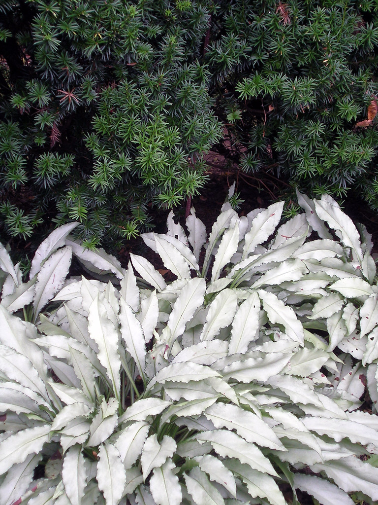 Одним цветом: Оформление участка в единой цветовой гамме