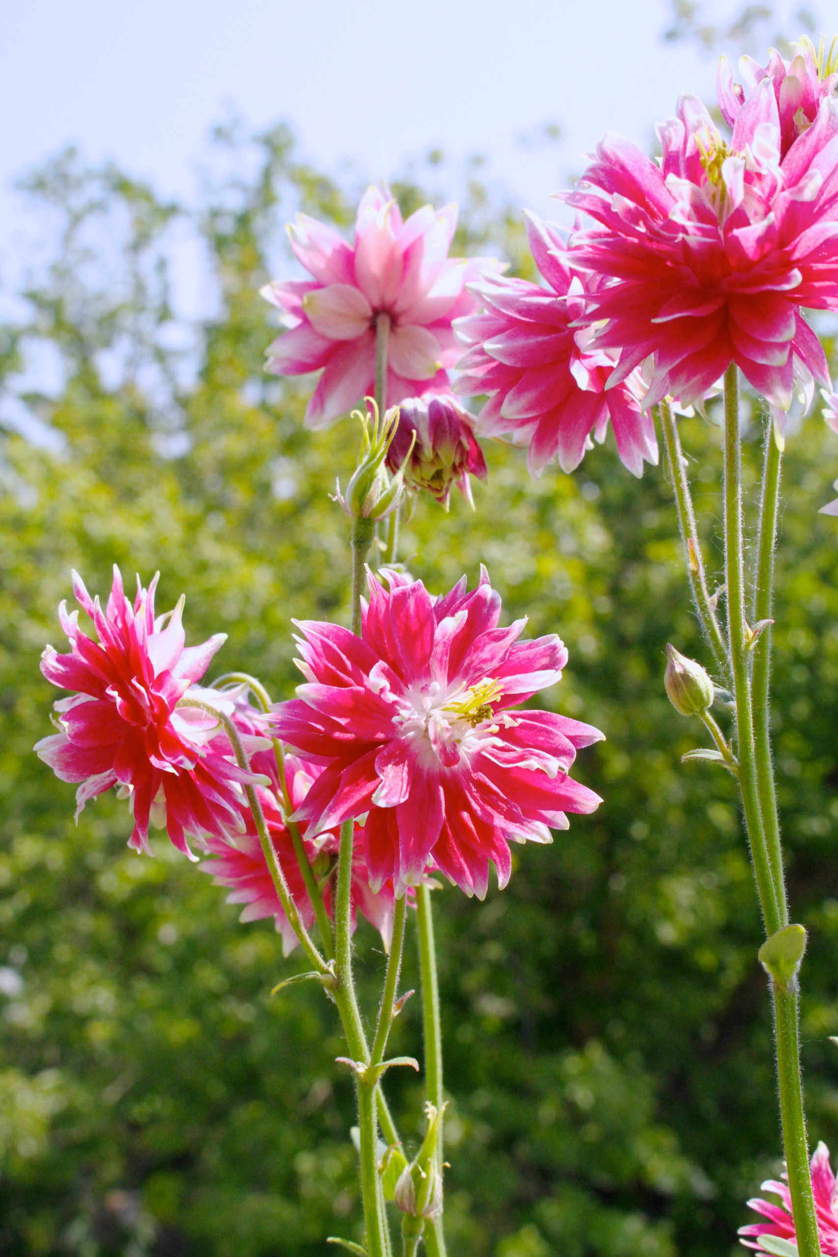 Houzz Германия: Цветущий сад на крыше в Берлине