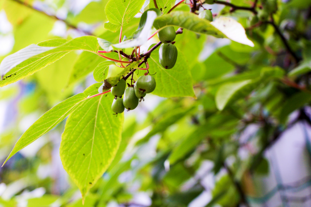 Лобаново, 2012-2021 гг.