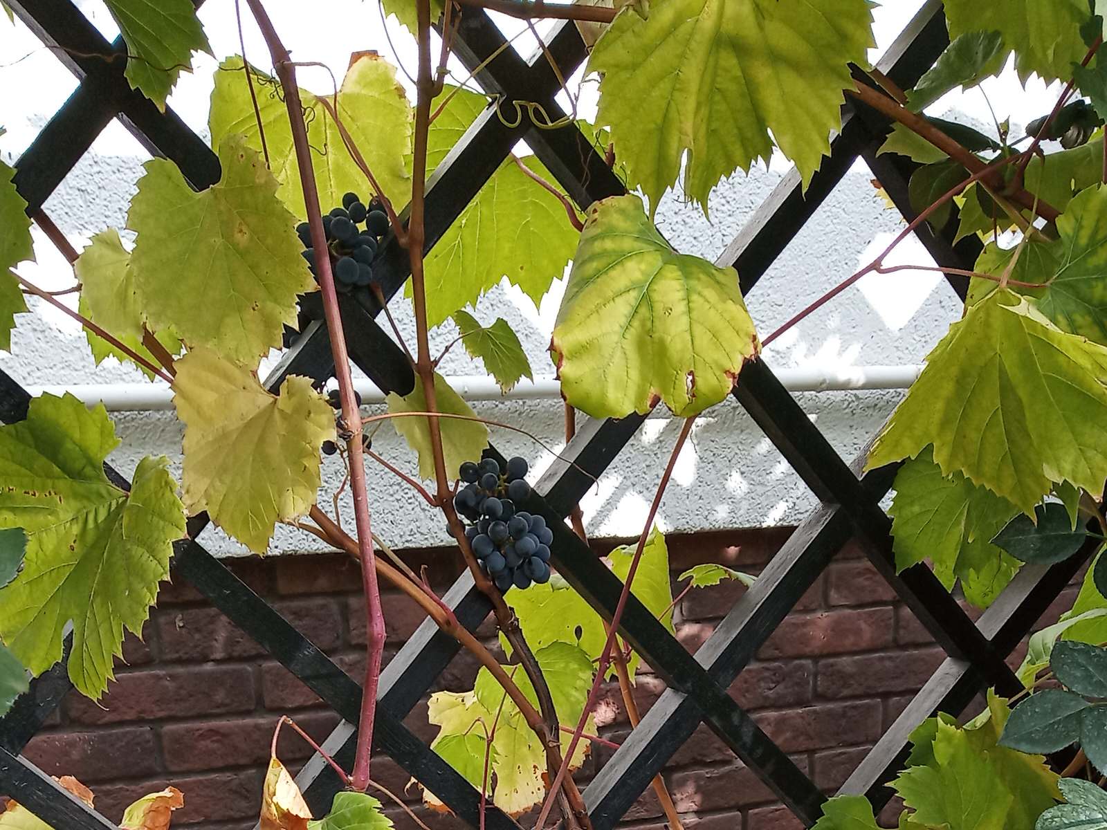 Сад в Рожновке