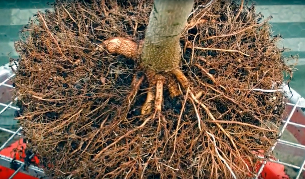 Вопрос: Как выбирать растения для сада