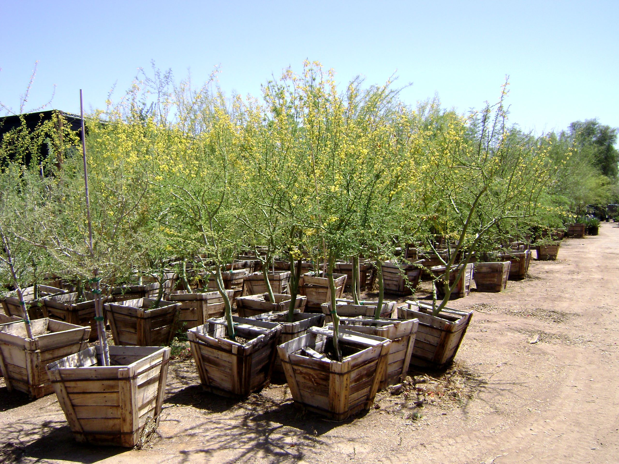 Вопрос: Как выбирать растения для сада