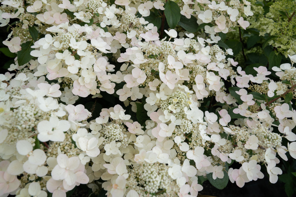 Гортензии для сада премиум-класса