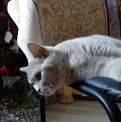 Елена Размахнина