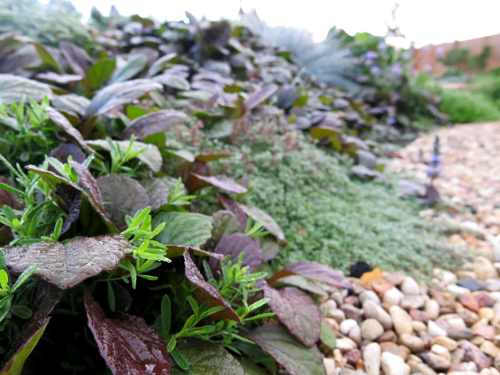 Обложка проекта: ЯГОДНОЕ ЛУКОШКО (РАСТВОРИВШИСЬ В РАДУГЕ). СЕЗОН 2016. УТРО