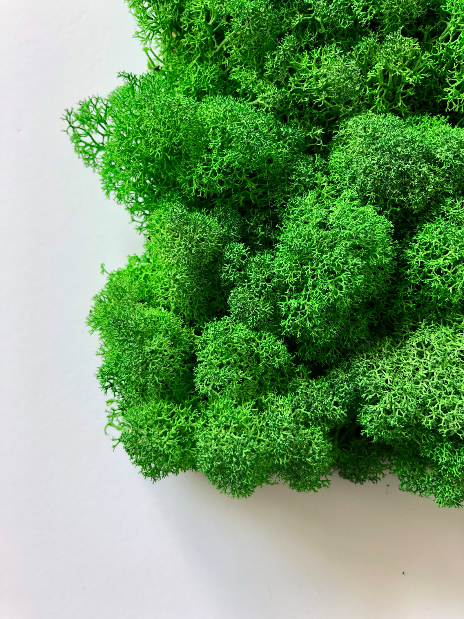 Обложка проекта: Готовые панели из мха