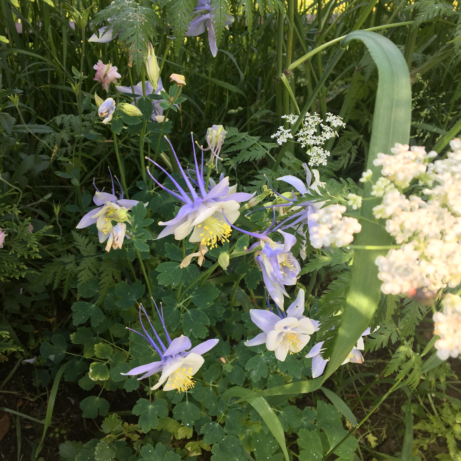 Цветники в природном стиле